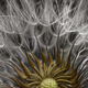 Imagen para el artículo titulado Las fotos ganadoras del concurso de microfotografía Nikon Small World te harán dudar de la realidad